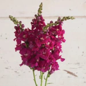 Chantilly Purple Snapdragon Seeds - 30 Seeds - Cold Resistant Cut Flowers - Image 12