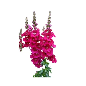Chantilly Purple Snapdragon Seeds - 30 Seeds - Cold Resistant Cut Flowers - Image 3