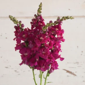 Chantilly Purple Snapdragon Seeds - 30 Seeds - Cold Resistant Cut Flowers - Image 4