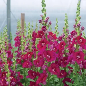 Chantilly Purple Snapdragon Seeds - 30 Seeds - Cold Resistant Cut Flowers - Image 5