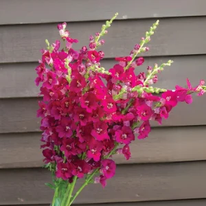 Chantilly Purple Snapdragon Seeds - 30 Seeds - Cold Resistant Cut Flowers - Image 6