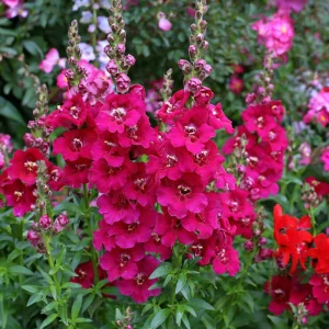 Chantilly Purple Snapdragon Seeds - 30 Seeds - Cold Resistant Cut Flowers - Image 7
