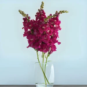 Chantilly Purple Snapdragon Seeds - 30 Seeds - Cold Resistant Cut Flowers - Image 8
