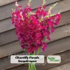 Chantilly Purple Snapdragon Seeds - 30 Seeds - Cold Resistant Cut Flowers - Image 1