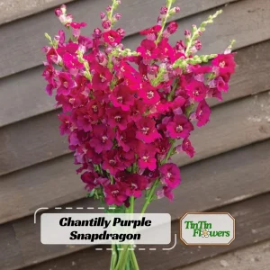 Chantilly Purple Snapdragon Seeds - 30 Seeds - Cold Resistant Cut Flowers - Image 1