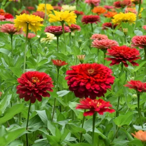 Cherry Queen Zinnia elegans Seeds - Open-Pollinated, Fast Growing - 30 Seed Pack - Image 10