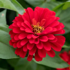 Cherry Queen Zinnia elegans Seeds - Open-Pollinated, Fast Growing - 30 Seed Pack - Image 11