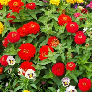 Cherry Queen Zinnia elegans Seeds - Open-Pollinated, Fast Growing - 30 Seed Pack - Image 12
