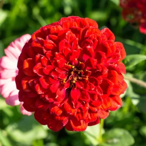 Cherry Queen Zinnia elegans Seeds - Open-Pollinated, Fast Growing - 30 Seed Pack - Image 13
