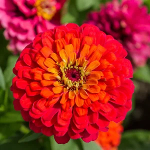 Cherry Queen Zinnia elegans Seeds - Open-Pollinated, Fast Growing - 30 Seed Pack - Image 14