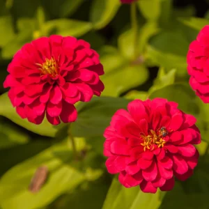 Cherry Queen Zinnia elegans Seeds - Open-Pollinated, Fast Growing - 30 Seed Pack - Image 15