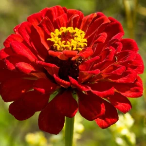 Cherry Queen Zinnia elegans Seeds - Open-Pollinated, Fast Growing - 30 Seed Pack - Image 16