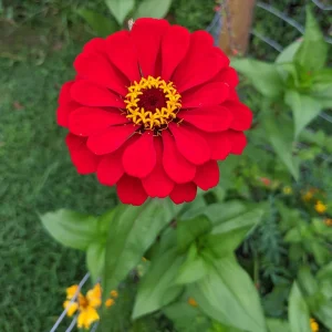 Cherry Queen Zinnia elegans Seeds - Open-Pollinated, Fast Growing - 30 Seed Pack - Image 17