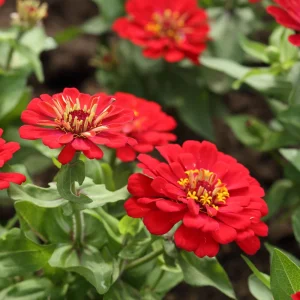 Cherry Queen Zinnia elegans Seeds - Open-Pollinated, Fast Growing - 30 Seed Pack - Image 18