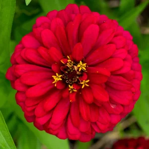 Cherry Queen Zinnia elegans Seeds - Open-Pollinated, Fast Growing - 30 Seed Pack - Image 19