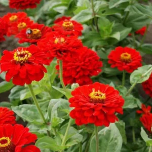 Cherry Queen Zinnia elegans Seeds - Open-Pollinated, Fast Growing - 30 Seed Pack - Image 2