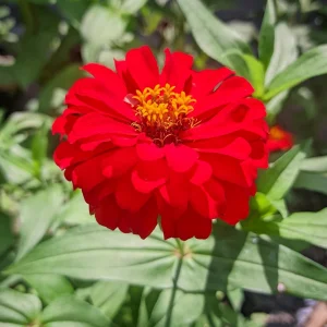 Cherry Queen Zinnia elegans Seeds - Open-Pollinated, Fast Growing - 30 Seed Pack - Image 20