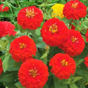 Cherry Queen Zinnia elegans Seeds - Open-Pollinated, Fast Growing - 30 Seed Pack - Image 3