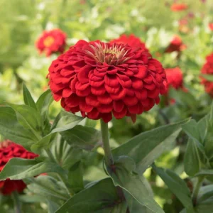 Cherry Queen Zinnia elegans Seeds - Open-Pollinated, Fast Growing - 30 Seed Pack - Image 4