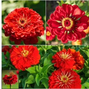 Cherry Queen Zinnia elegans Seeds - Open-Pollinated, Fast Growing - 30 Seed Pack - Image 5