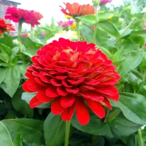 Cherry Queen Zinnia elegans Seeds - Open-Pollinated, Fast Growing - 30 Seed Pack - Image 6