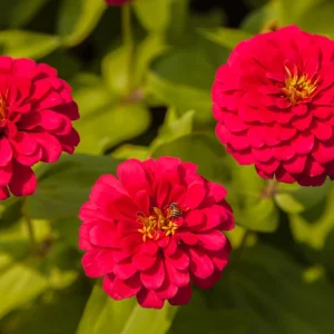 Cherry Queen Zinnia elegans Seeds - Open-Pollinated, Fast Growing - 30 Seed Pack - Image 7