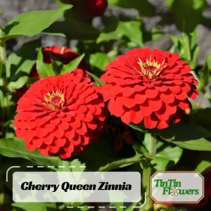 Cherry Queen Zinnia elegans Seeds - Open-Pollinated, Fast Growing - 30 Seed Pack - Image 1