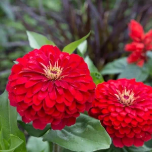 Cherry Queen Zinnia elegans Seeds - Open-Pollinated, Fast Growing - 30 Seed Pack - Image 8