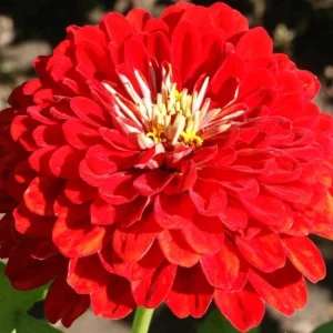 Cherry Queen Zinnia elegans Seeds - Open-Pollinated, Fast Growing - 30 Seed Pack - Image 9