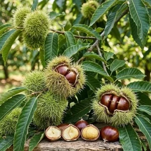 Chestnut Tree Live Plant, Sweet Nut Tree, Deciduous Shade, 6-10 Inches Tall, 4-Inch Pot, Outdoor - Image 2