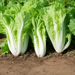 Chinese Cabbage Seeds – Tender Napa Cabbage – 20 Seeds – Asian Vegetable for Spring/Fall - Image 2