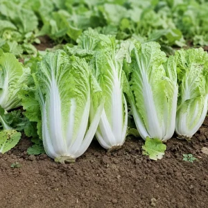 Chinese Cabbage Seeds – Tender Napa Cabbage – 20 Seeds – Asian Vegetable for Spring/Fall - Image 3