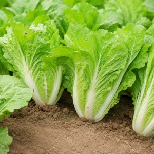 Chinese Cabbage Seeds – Tender Napa Cabbage – 20 Seeds – Asian Vegetable for Spring/Fall - Image 4