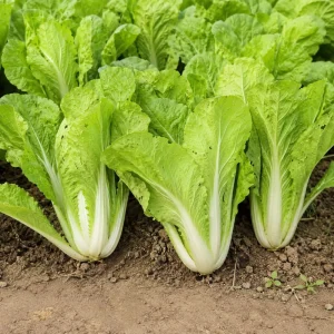 Chinese Cabbage Seeds – Tender Napa Cabbage – 20 Seeds – Asian Vegetable for Spring/Fall - Image 5