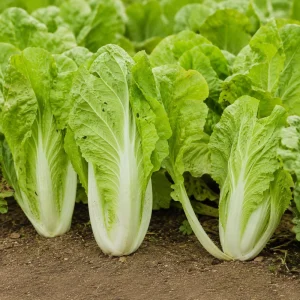 Chinese Cabbage Seeds – Tender Napa Cabbage – 20 Seeds – Asian Vegetable for Spring/Fall - Image 6