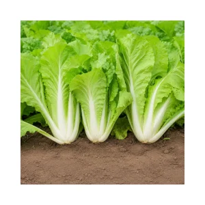 Chinese Cabbage Seeds – Tender Napa Cabbage – 20 Seeds – Asian Vegetable for Spring/Fall - Image 7