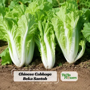 Chinese Cabbage Seeds – Tender Napa Cabbage – 20 Seeds – Asian Vegetable for Spring/Fall - Image 1