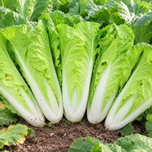 Chinese Cabbage Seeds – Tender Napa Cabbage – 20 Seeds – Asian Vegetable for Spring/Fall - Image 8