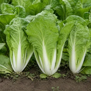 Chinese Cabbage Seeds – Tender Napa Cabbage – 20 Seeds – Asian Vegetable for Spring/Fall - Image 9