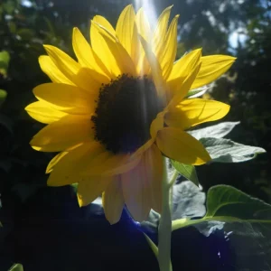 Choco Sun Sunflower Seeds - Heirloom, Open-Pollinated Mix - 25 Seeds - Image 10