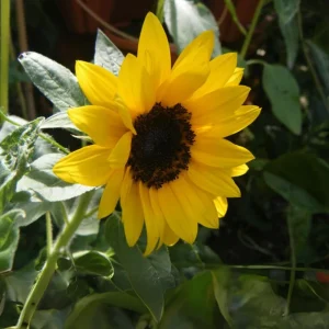 Choco Sun Sunflower Seeds - Heirloom, Open-Pollinated Mix - 25 Seeds - Image 11