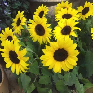Choco Sun Sunflower Seeds - Heirloom, Open-Pollinated Mix - 25 Seeds - Image 12