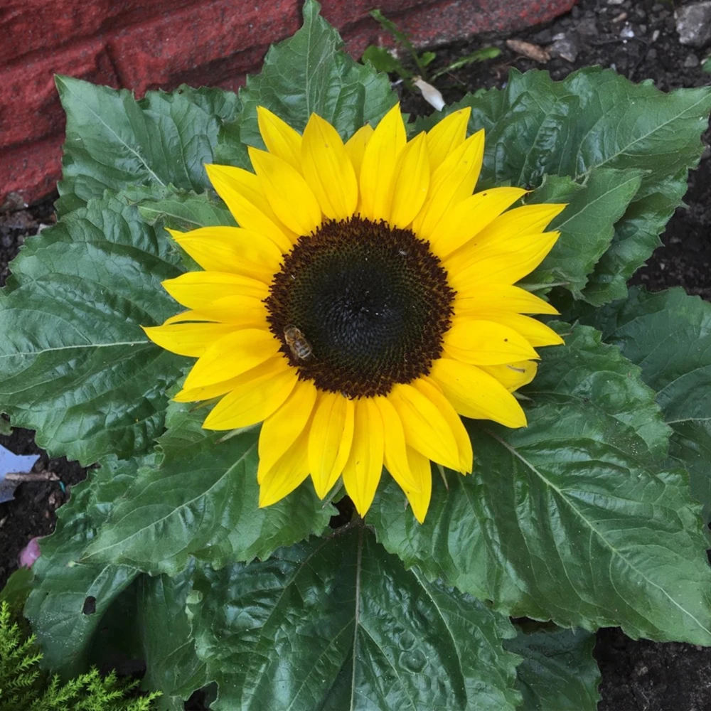 Choco Sun Sunflower Seeds - Heirloom, Open-Pollinated Mix - 25 Seeds - Image 13