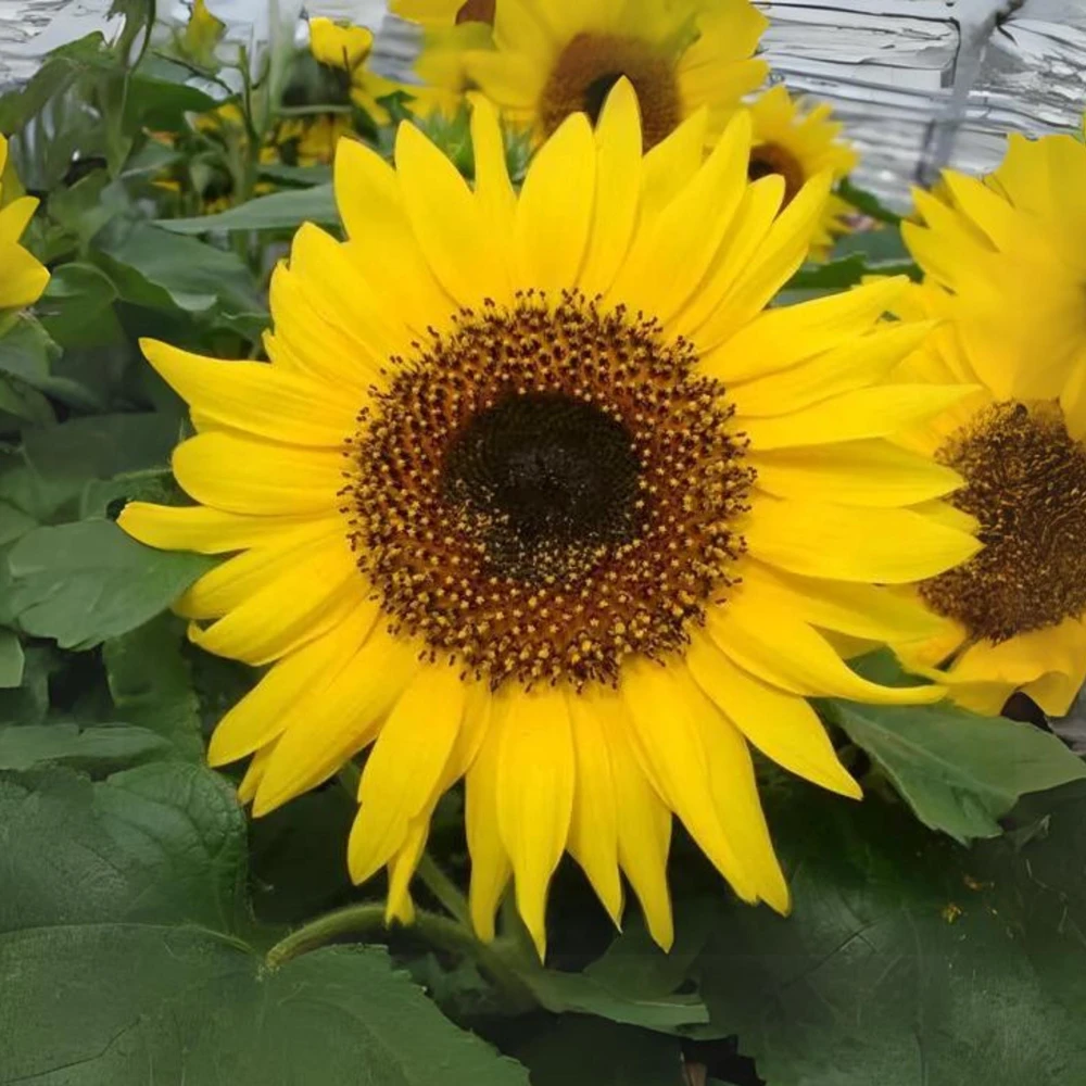 Choco Sun Sunflower Seeds - Heirloom, Open-Pollinated Mix - 25 Seeds - Image 14