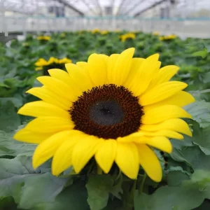 Choco Sun Sunflower Seeds - Heirloom, Open-Pollinated Mix - 25 Seeds - Image 16