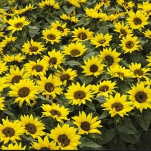 Choco Sun Sunflower Seeds - Heirloom, Open-Pollinated Mix - 25 Seeds - Image 2