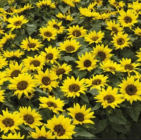 Choco Sun Sunflower Seeds - Heirloom, Open-Pollinated Mix - 25 Seeds - Image 2