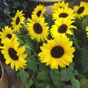 Choco Sun Sunflower Seeds - Heirloom, Open-Pollinated Mix - 25 Seeds - Image 3