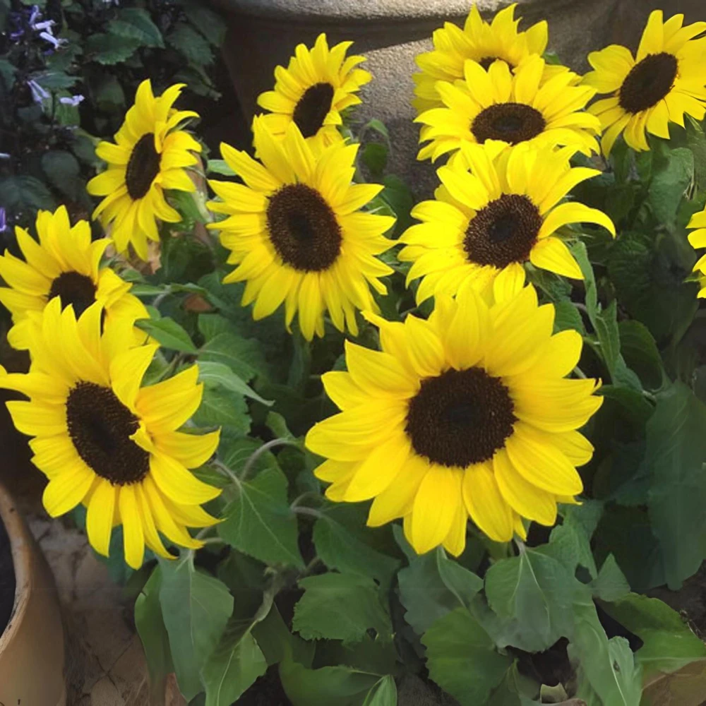 Choco Sun Sunflower Seeds - Heirloom, Open-Pollinated Mix - 25 Seeds - Image 3