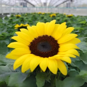 Choco Sun Sunflower Seeds - Heirloom, Open-Pollinated Mix - 25 Seeds - Image 5
